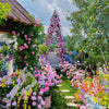 Elegant Climbing Rose Flower Seeds